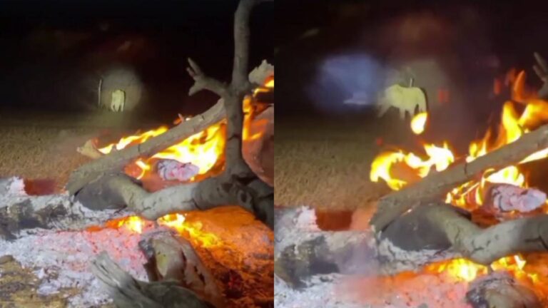 શિયાળાની કડકડતી ઠંડીથી બચવા સિંહ તાપણુ કરવા પહોંચ્યો! જાણો વાઈરલ વીડિયોની ઘટના વિશે.. gujarattak