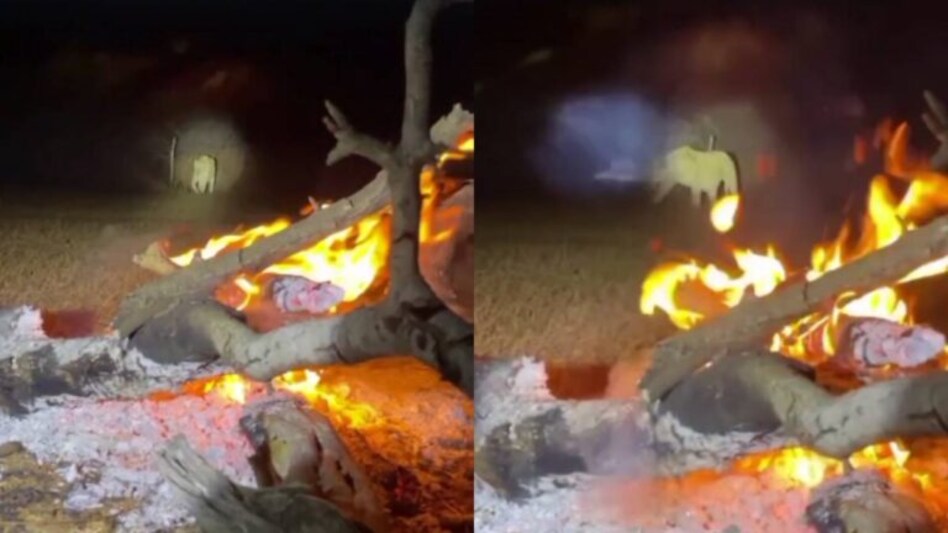 શિયાળાની કડકડતી ઠંડીથી બચવા સિંહ તાપણુ કરવા પહોંચ્યો! જાણો વાઈરલ વીડિયોની ઘટના વિશે.. gujarattak