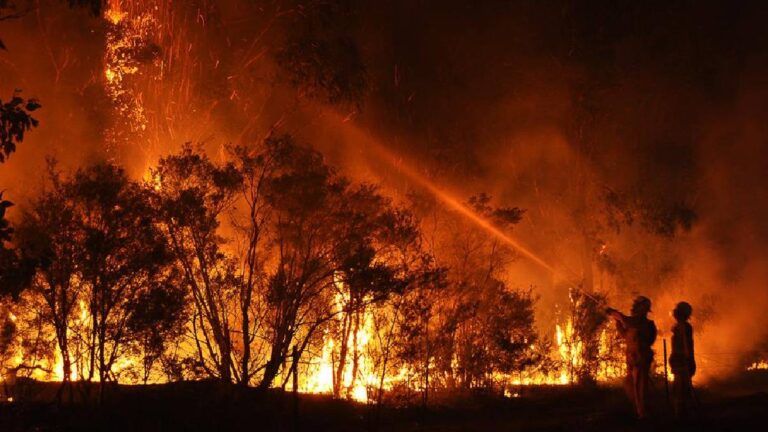 પોરબંદરના જંગલ વિસ્તારમાં ફરી એકવાર લાગી આગી, કોઈ વ્યક્તિની સંડોવણી હોવાની અટકળો gujarattak