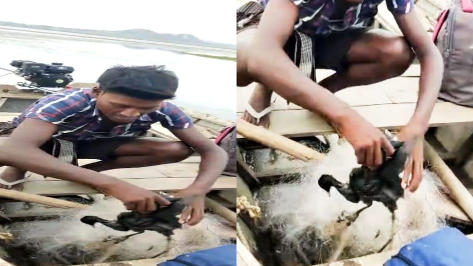 દાંતીવાડા ડેમમાં શિકારીની ક્રૂર માનસિકતાનો વિડિઓ વાયરલ, શિકારની કબૂલાત બાદ ફોરેસ્ટ વિભાગે તપાસનો ધમધમાટ શરૂ કર્યો gujarattak