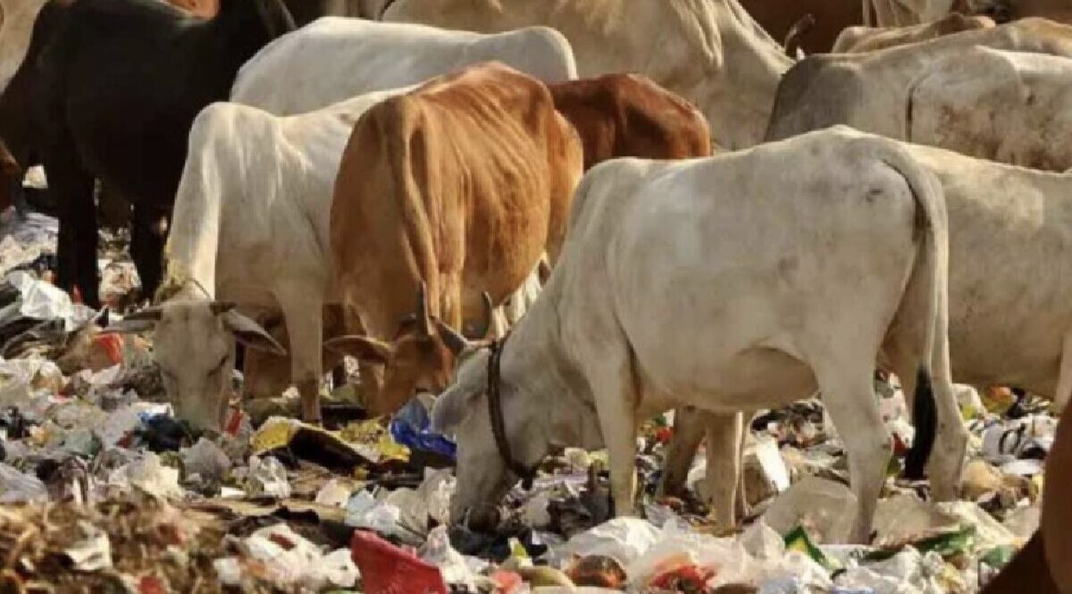 સતત બીજા દિવસે પશુઓના મોતની ઘટના આવી સામે, નર્મદા જિલ્લામાં પપૈયા ખાધા બાદ પાચ પશુઓના મોત gujarattak