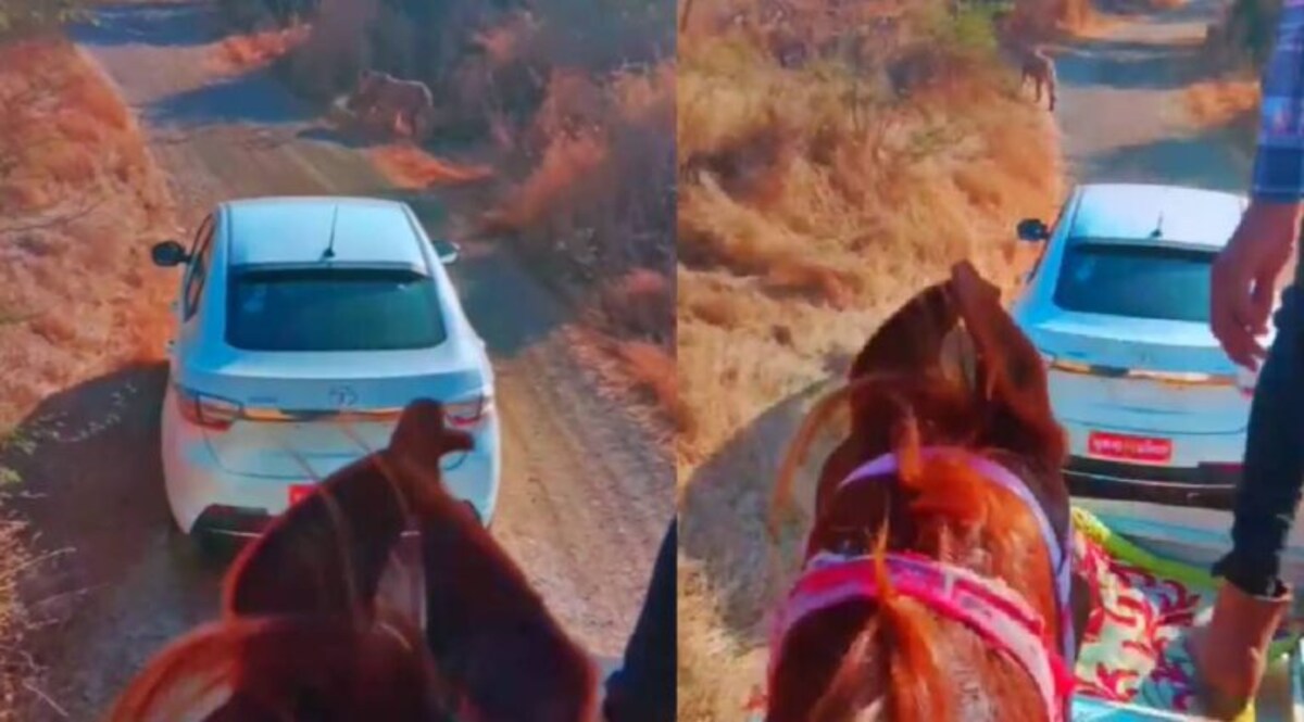 જાન લઈને નીકળેલા વરરાજાની ગાડી સામે આવ્યો સિંહ, જાણો પછી શું થયું; વીડિયો વાઈરલ gujarattak