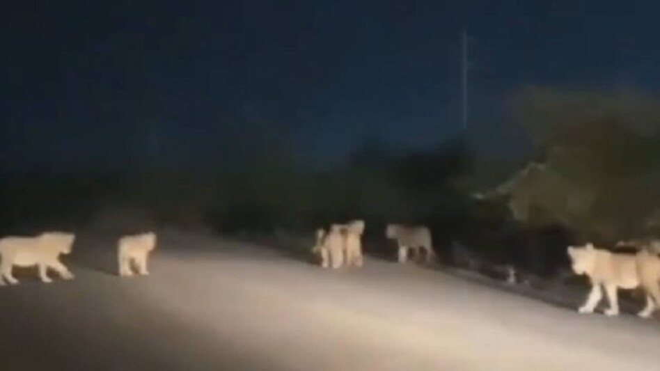 અમરેલીમાં સિંહોનું ટોળું જોવા મળ્યું, વીડિયો વાઈરલ થતા ચર્ચાઓનો અંત! gujarattak