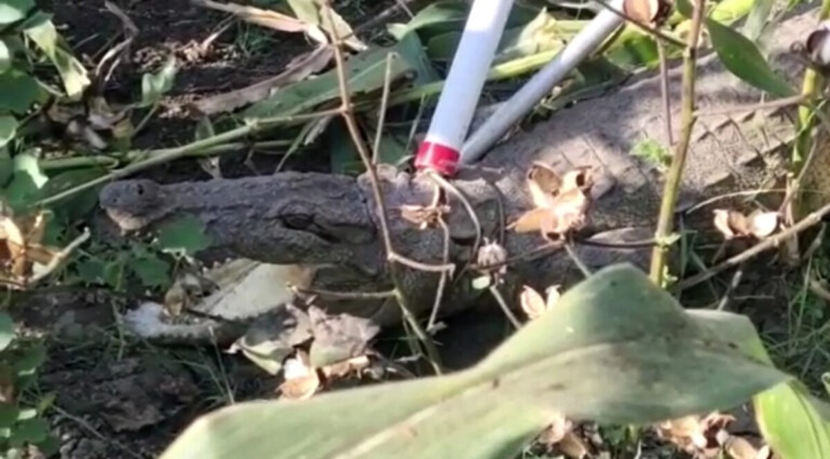 તિલકવાડામાં મકાઈના ખેતરમાં છૂપાયો હતો 6 ફૂટનો મગર, લોકોમાં ભય- Video gujarattak