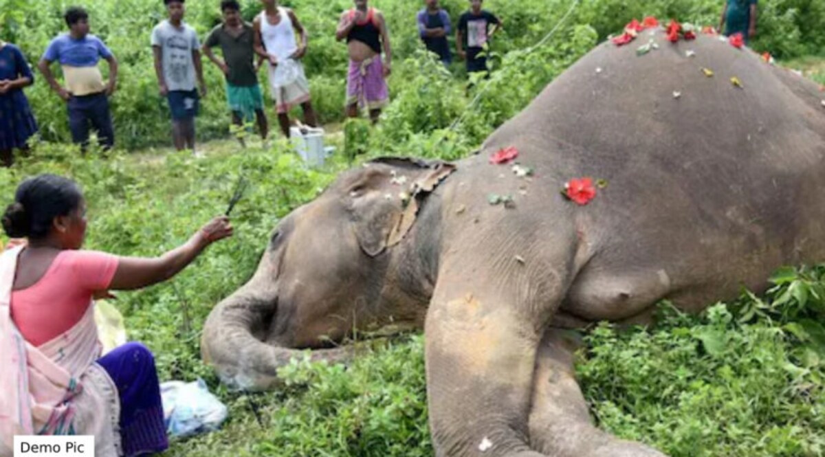 હાથીઓને વીજ કરંટથી બચાવવાના પગલાં અંગે સુપ્રીમ કોર્ટે સરકાર પાસેથી માંગ્યો રિપોર્ટ gujarattak