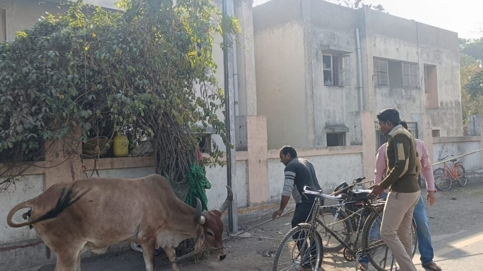 જામનગરમાં તંત્રએ પકડેલી ગાયને પશુ પાલક છોડાવી ગયો, પોલીસ અને ઢોર પાર્ટી મૂકપ્રેક્ષક બનીને જોતી રહી gujarattak