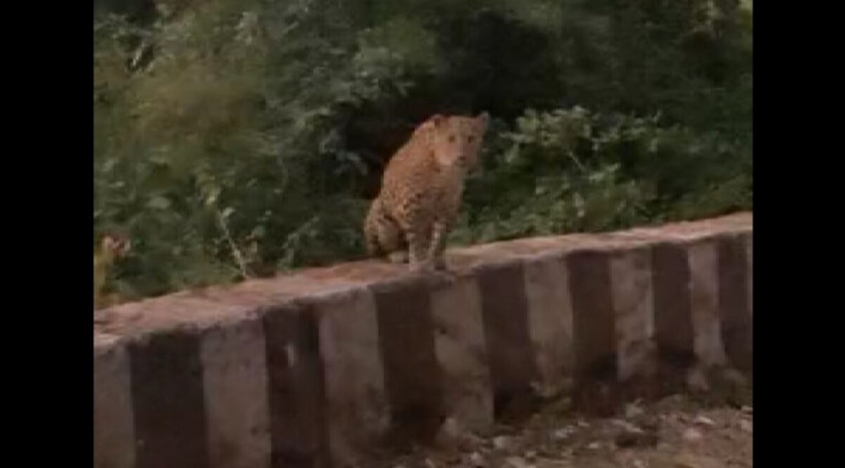 પાંજરે પુરાયેલા દીપડા સામે માણસનું અટહાસ્યઃ જુઓ ડાંગનો આ Video gujarattak