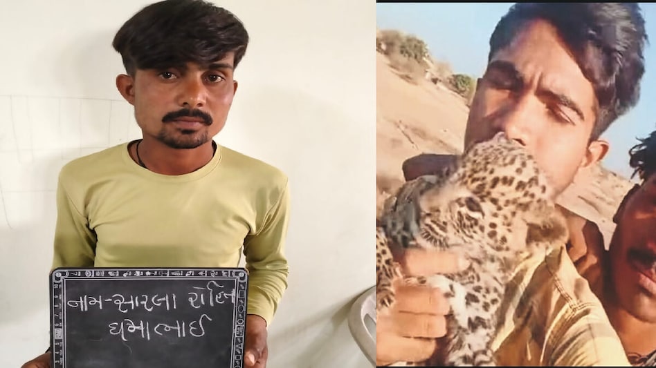 વટ પાડવા બનાવ્યો વીડિયો, દીપડાના બચ્ચાને માતાથી કર્યું અલગ, જાણો કેવા થયા યુવાનોના હાલ ? gujarattak