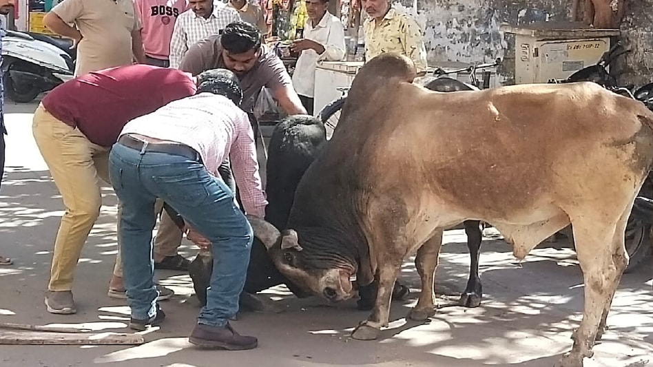 છડેચોક જામ્યું આખલાઓનું યુદ્ધ, દ્વારકાવાસીઓનો તંત્રને એક જ સવાલ ક્યારે મળશે આ ત્રાસમાંથી મુક્તિ ? gujarattak