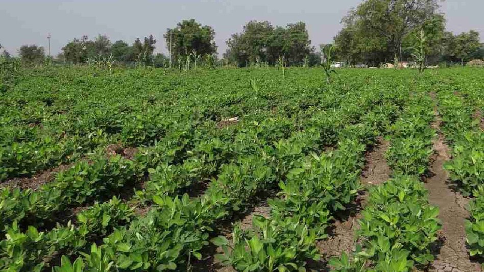 રાજ્યમાં ખેડૂતોને લઈ જાણો સરકાર કેટલી સંવેદનશીલ, ખેડૂત માટે બજેટમાં શું થઈ જાહેરાત gujarattak