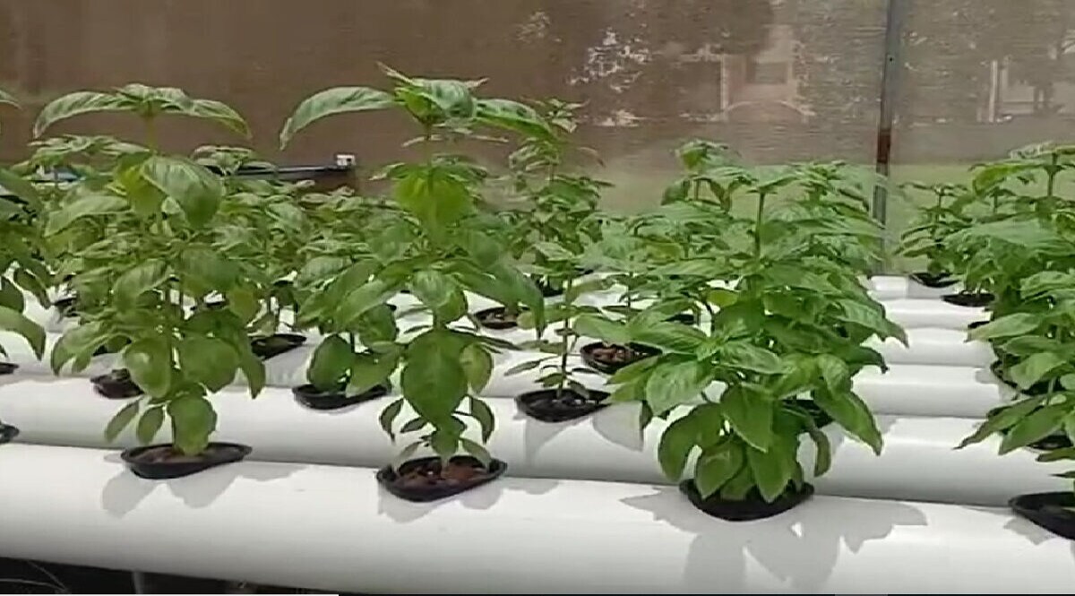 રાજકોટના પ્રગતિશીલ ખેડૂત પાસેથી શીખો માટી વગર ખેતી કેમ કરાય.. ? એ પણ ઓછા ખર્ચે gujarattak