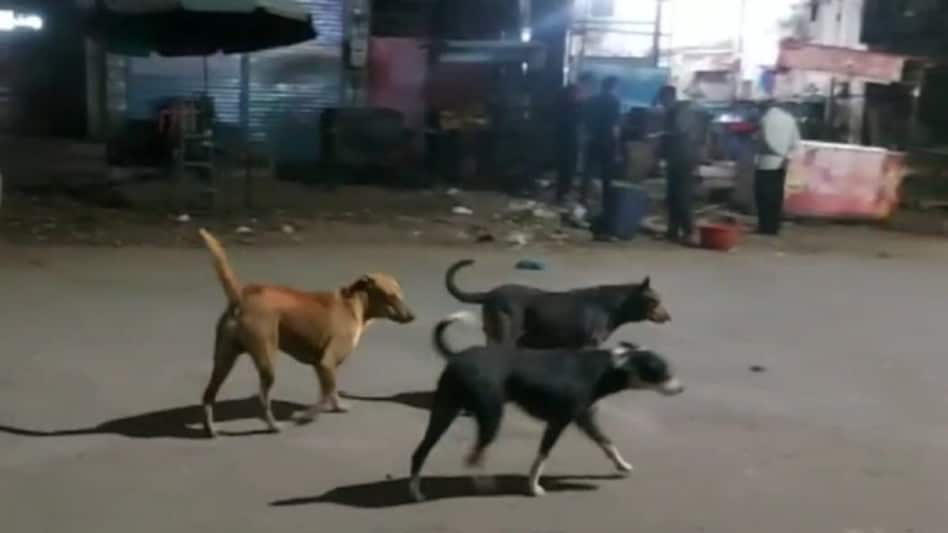 સુરતમાં રખડતા કૂતરાઓનો આતંક, 15 દિવસમાં 477 લોકોને કરડતા મનપાએ પાંજરા મુક્યા gujarattak