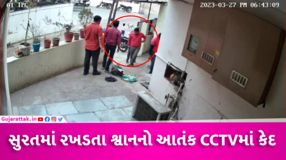 સુરતમાં રખડતા શ્વાને ઘર બહાર રમતી બાળકી પર હુમલો કર્યો, મેયરે કહ્યું- શ્વાનમાં ડાયાબિટીસ વધી ગયો છે! gujarattak