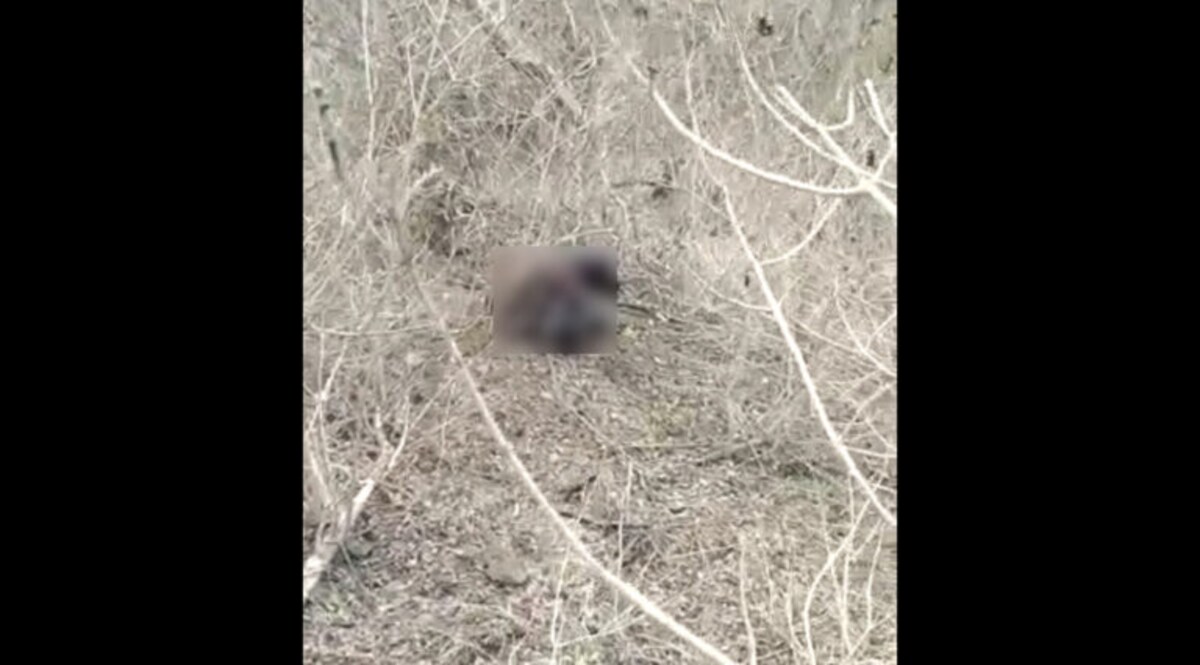 અમરેલીઃ આંબરડી સીમ વિસ્તારમાંથી મળી લાશ, જંગલ વિભાગના ટ્રેકરે કરી પોલીસને જાણ gujarattak