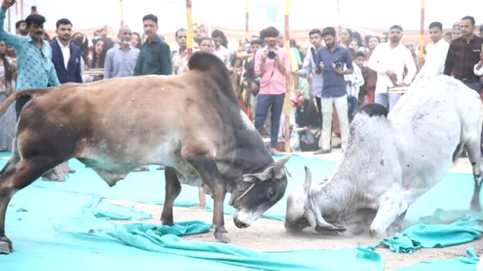 અમરેલીમાં સમુહલગ્નમાં બે આખલા બાખડ્યાઃ જુઓ Video જાનૈયાઓ-મહેમાનોએ ભગાડવા શું કર્યું gujarattak