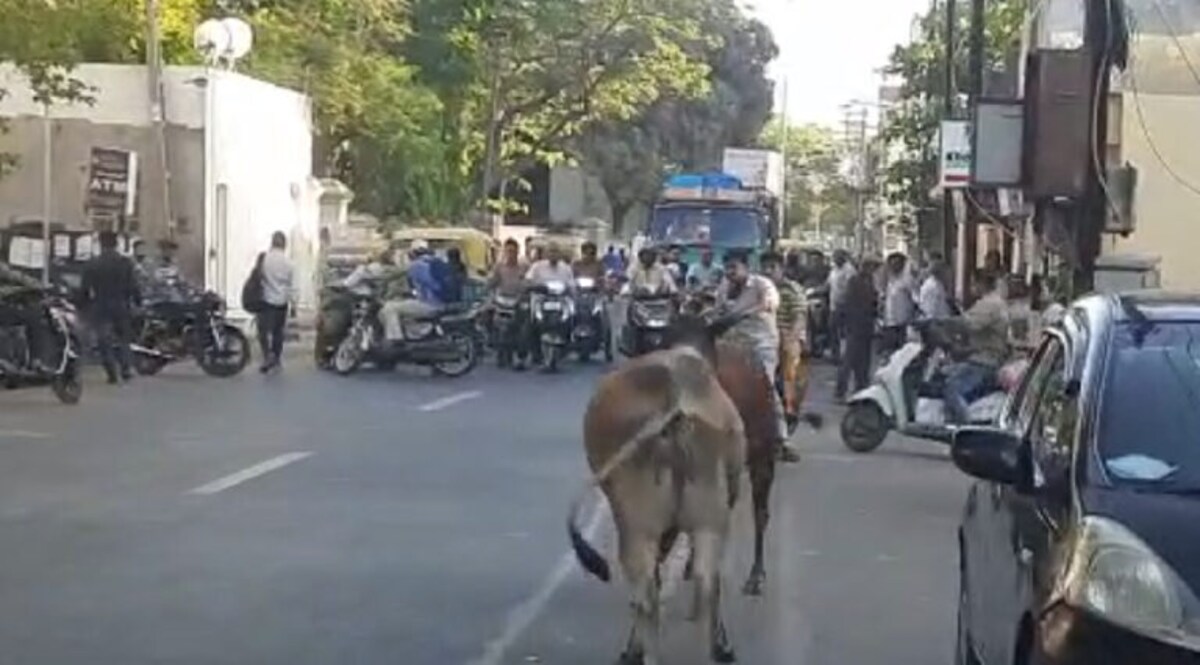 Jamnagar: આખલાઓ એવા બાખડ્યા કે ત્રણ ગાડીઓને નુકસાન, લોકોએ રસ્તો બદલી નાખ્યો- Video gujarattak