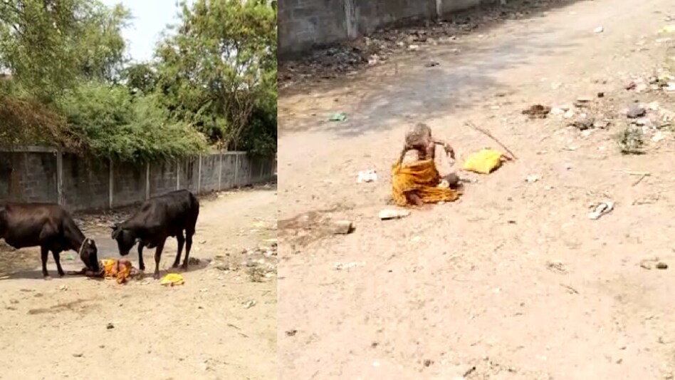 રખડતા પશુઓ યમદૂત બની ફરી વળ્યા, વડોદરામાં વધુ એકનો લીધો ભોગ gujarattak