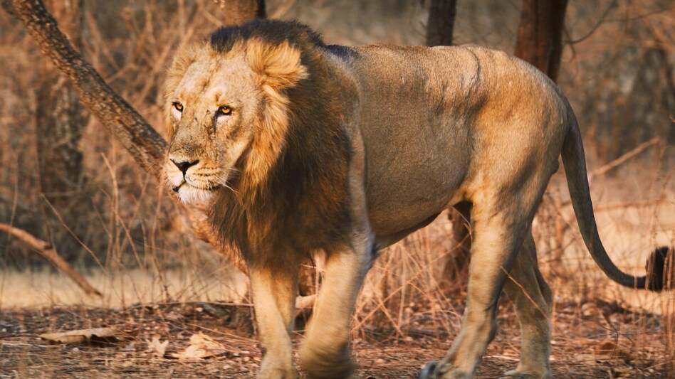 છેલ્લા 3 વર્ષમાં સિંહોના મૃત્યુનો આંકડો છે ચૌકાવનારો, સિંહ પ્રેમીઓ ચિંતામાં મુકાયા gujarattak