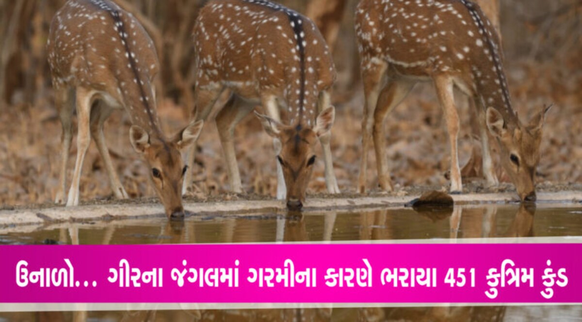 ગીરમાં વન્ય પ્રાણીઓના પાણીના કુત્રિમ કુંડ ફરી ભરાયાઃ સૌર-પવન ઉર્જાથી ચાલતા 451 તળાવની સુવિધા ઉનાળાની ઋતુમાં ગીરના જંગલમાં પ્રાણીઓ માટે કુદરતી અને કૃત્રિમ પાણીના પોઈન્ટની સુવિધા ઉપલબ્ધ કરવામાં આવી હતી.