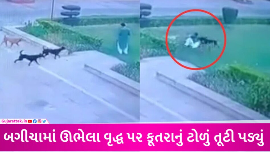 મોર્નિંગ વોક પર નીકળેલા વૃદ્ધને 10-12 કૂતરાએ બચકા ભરી ભરીને મોતને ઘાટ ઉતારી દીધા, ઘટના CCTVમાં કેદ gujarattak