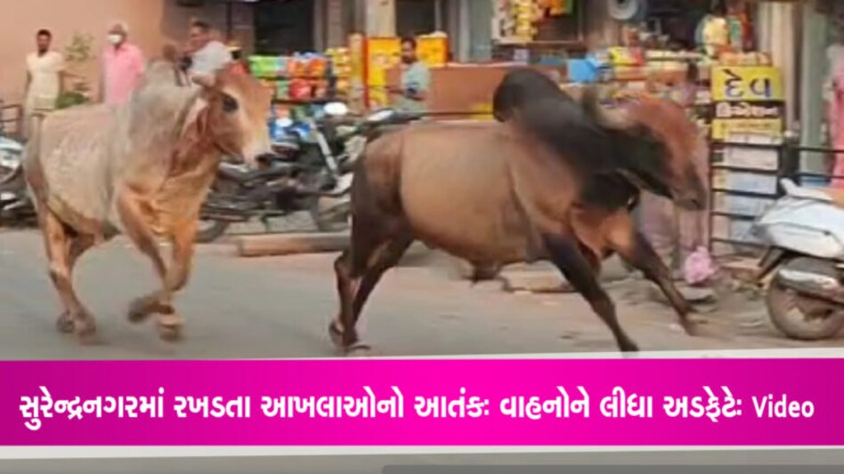 સુરેન્દ્રનગરમાં રખડતા આખલાઓનો આતંકઃ વાહનોને લીધા અડફેટેઃ Video સુરેન્દ્રનગરના શહેરી વિસતારમાં અવારનવાર રખડતા ઢોરોના ત્રાસને કારણે લોકોને ઈજાઓનો ભોગ બનવું પડ્યું છે. રખડતા આખલાઓનો આતંક પણ અહીં યથાવત છે.