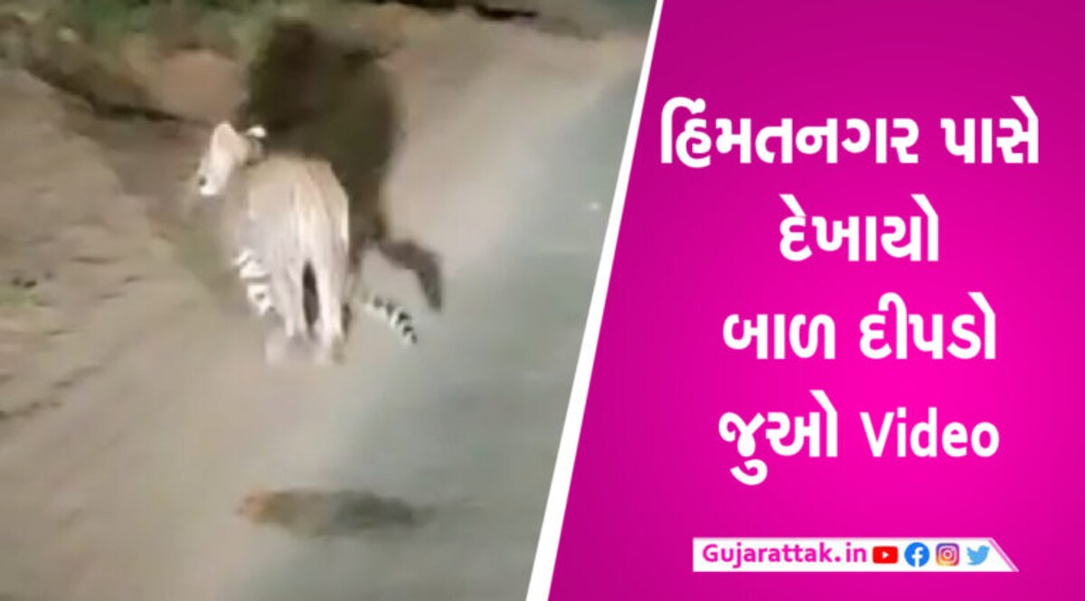 હિંમતનગર પાસે દેખાયો બાળ દીપડોઃ સડસડાટ ચઢી ગયો ભેખડઃ Video હિંમતનગર પાસે દેખાયો બાળ દીપડોઃ સડસડાટ ચઢી ગયો ભેખડઃ Video