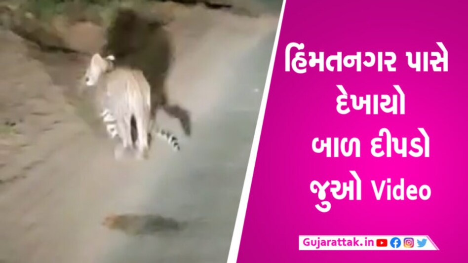 હિંમતનગર પાસે દેખાયો બાળ દીપડોઃ સડસડાટ ચઢી ગયો ભેખડઃ Video હિંમતનગર પાસે દેખાયો બાળ દીપડોઃ સડસડાટ ચઢી ગયો ભેખડઃ Video