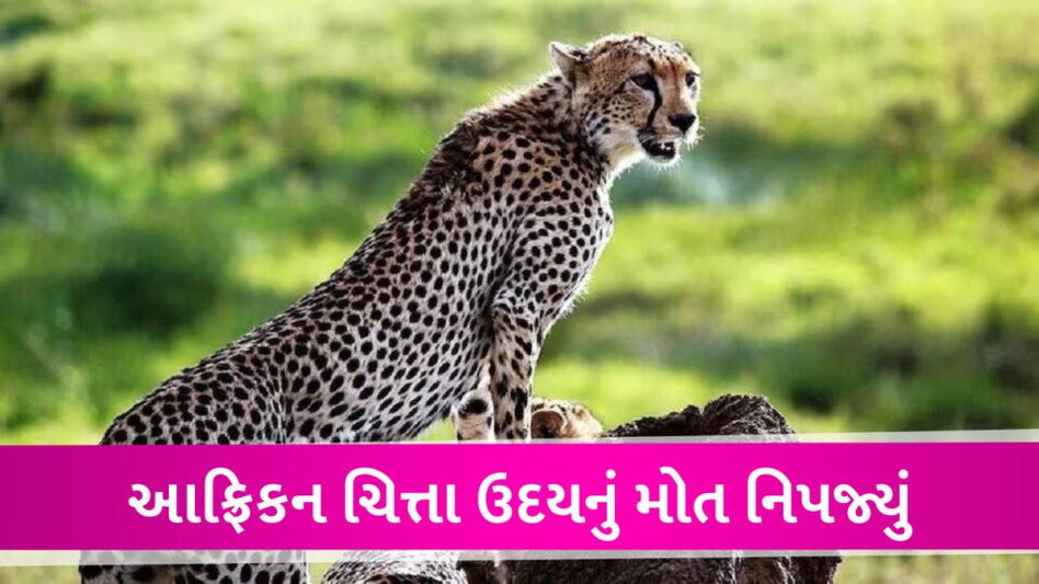 કૂનો નેશનલ પાર્કમાં એક વધારે ચિત્તાનું મોત નિપજ્યું, ઉદયના મોત બાદ આટલા બચ્યા Kuno National Park