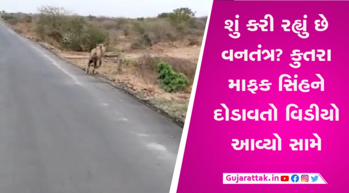 ગુજરાતનું ગૌરવ ગણાતા સિંહની હાલત કફોડી, પજવણીનો વધુ એક વિડીયો વાયરલ gujarattak