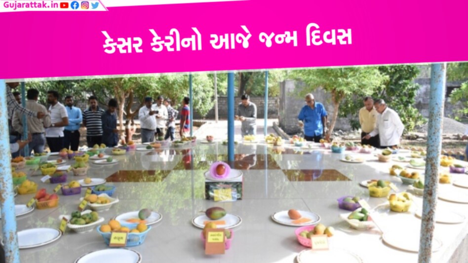 સ્વાદ-સુગંધથી ભરપૂર કેસર કેરીનો જન્મ દિવસઃ જાણો તેનો ઈતિહાસ અને જુઓ કેરીઓની અલગ અલગ જાત- Video Video, history, Junagadh, Kesar mango, mango, happy birthday, History, video, all types of mangos, different types of mangos