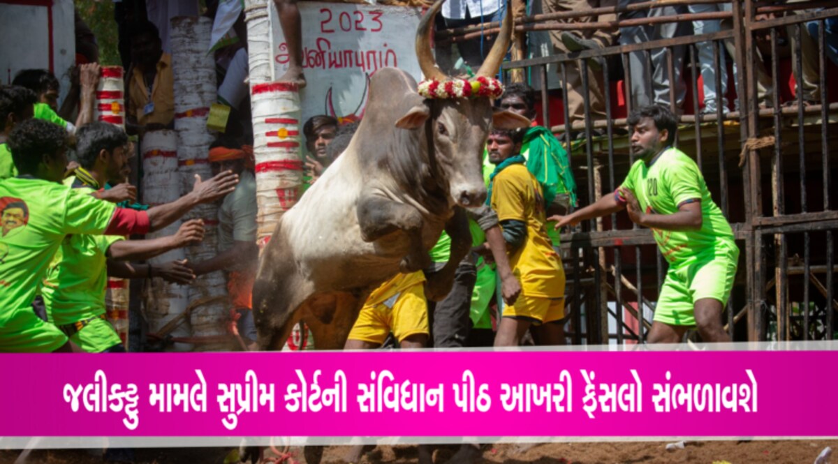 જલીકટ્ટુ મામલે સુપ્રીમ કોર્ટની સંવિધાન પીઠનો આખરી ફેંસલો ગુરુવારે સંભળાવાશે jallikattu, Supreme court, SC, Kambala, Tamil Nadu, Karnataka