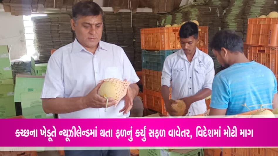 કચ્છના ખેડૂતે ન્યૂઝીલેન્ડના ફળનું કર્યું સફળ વાવેતરઃ પોણા બે એકરમાં 25 ટન ઉત્પાદન કચ્છના ખેડૂતે ન્યૂઝીલેન્ડના ફળનું કર્યું સફળ વાવેતરઃ પોણા બે એકરમાં 25 ટન ઉત્પાદન