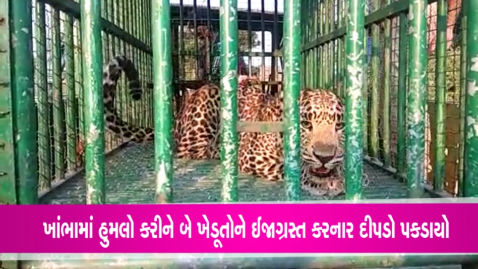 અમરેલીઃ ખેડૂત પર હુમલો કરનાર દીપડો પાંજરે પુરાયો- Video અમરેલીઃ ખેડૂત પર હુમલો કરનાર દીપડો પાંજરે પુરાયો- Video