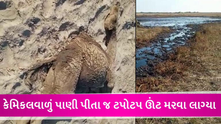 ભરૂચમાં કેમિકલવાળું ઝેરી પાણી પીતા 25થી વધુ ઊંટના તડપી તડપીને મોત, માલધારીને લાખોનું નુકસાન gujarattak