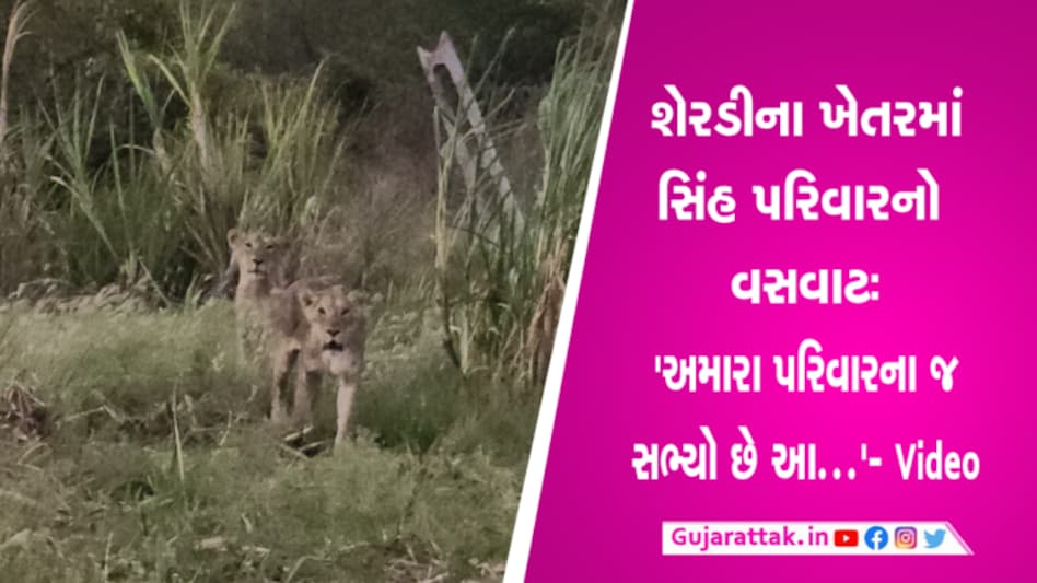 ‘અમારા જ પરિવારના સભ્યો છે…’ – ‘સિંહની દોસ્તી’ જેવી અમરેલીના ખેડૂતની અદ્ભુત કહાની 'અમારા જ પરિવારના સભ્યો છે...' - 'સિંહની દોસ્તી' જેવી અમરેલીના ખેડૂતની અદ્ભુત કહાની