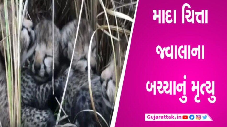 કુનો નેશનલ પાર્કમાં ચિત્તાના બચ્ચાનું મોત, હવે આટલા ચિત્તા બચ્યા કુનો નેશનલ પાર્કમાં ચિત્તાના બચ્ચાનું મોત, હવે આટલા ચિત્તા બચ્યા