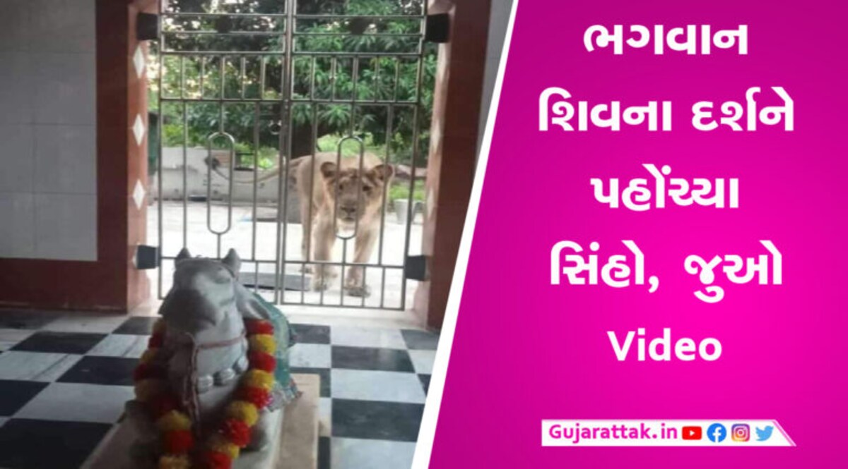 સિંહો પહોંચ્યા શિવ મંદિરે, માથું ટેકવતા અદભુત વિડીયો આવ્યા સામે, Video gujarattak
