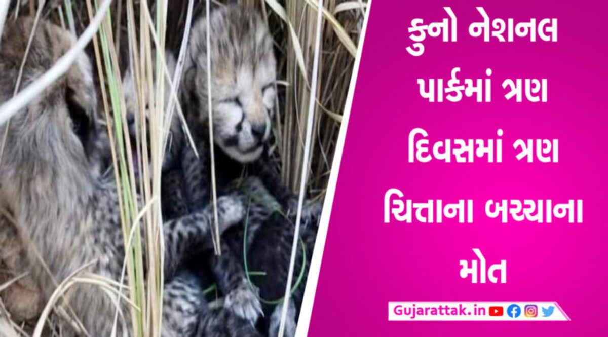 કુનો નેશનલ પાર્કમાં ચિત્તાના વધુ 2 બચ્ચાના મોત, ચિત્તાની સંખ્યામાં ચિંતાજનક ઘટાડો gujarattak
