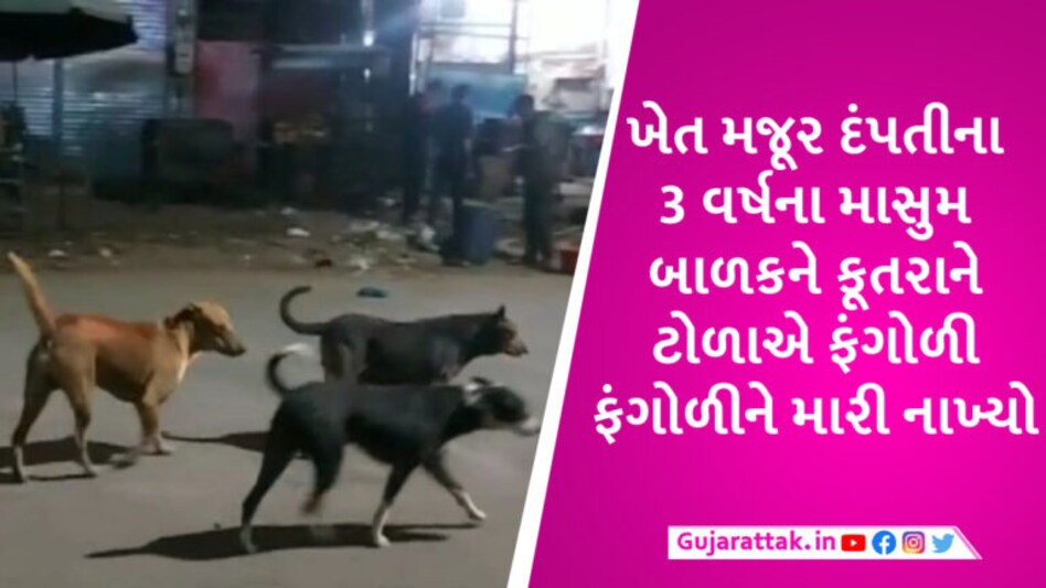 અમરેલીમાં રખડતા શ્વાનના ટોળાએ ખેતરમાં રમી રહેલા 3 વર્ષના માસુમને ફાડી ખાધો gujarattak
