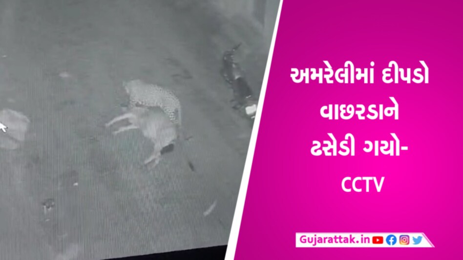 અમરેલીમાં સિંહ જેવું કદ ધરાવતો દીપડો વાંછરડાને ઢસેડી ગયો- CCTV gujarattak