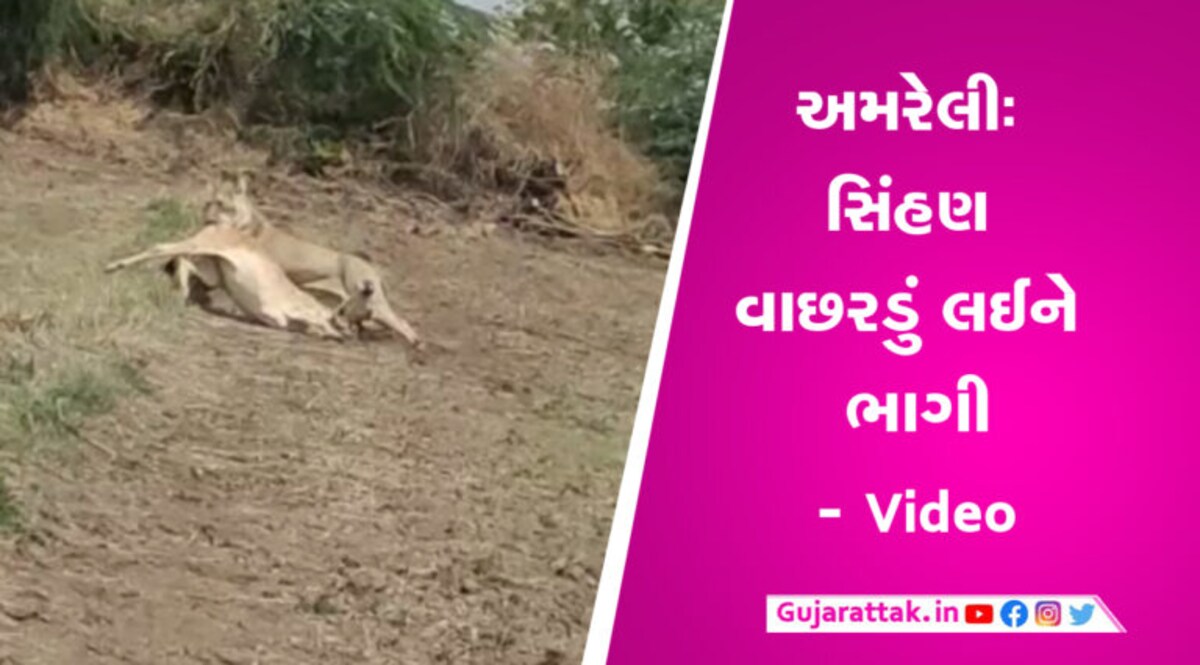 અમરેલીઃ માલધારી પશુ ચરાવતો હતો અને સિંહણે કર્યો હુમલો, વાછરડું લઈને ભાગી- Video અમરેલીઃ માલધારી પશુ ચરાવતો હતો અને સિંહણે કર્યો હુમલો, વાછરડું લઈને ભાગી- Video