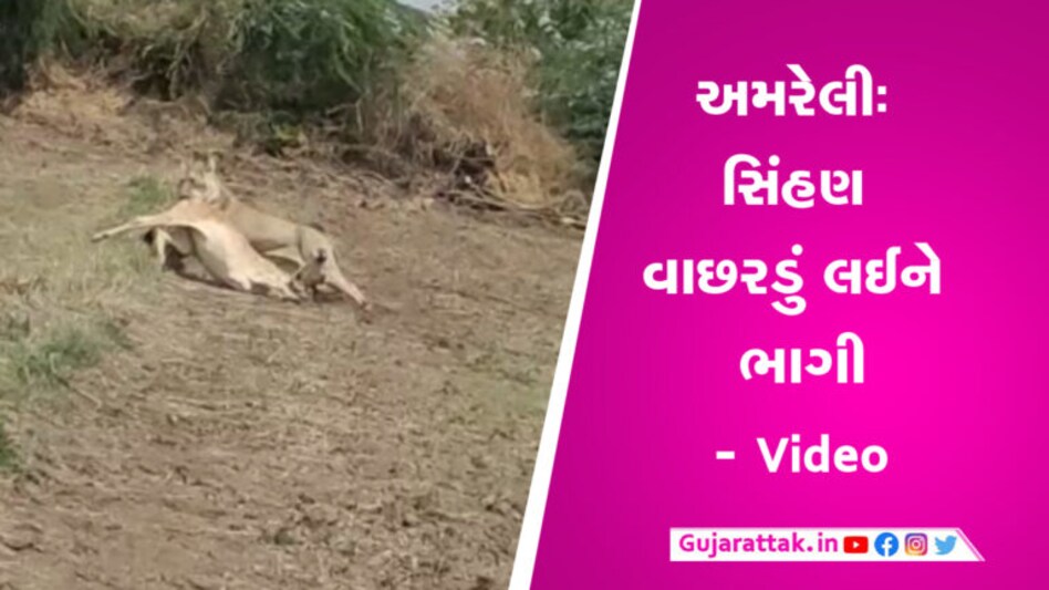 અમરેલીઃ માલધારી પશુ ચરાવતો હતો અને સિંહણે કર્યો હુમલો, વાછરડું લઈને ભાગી- Video અમરેલીઃ માલધારી પશુ ચરાવતો હતો અને સિંહણે કર્યો હુમલો, વાછરડું લઈને ભાગી- Video