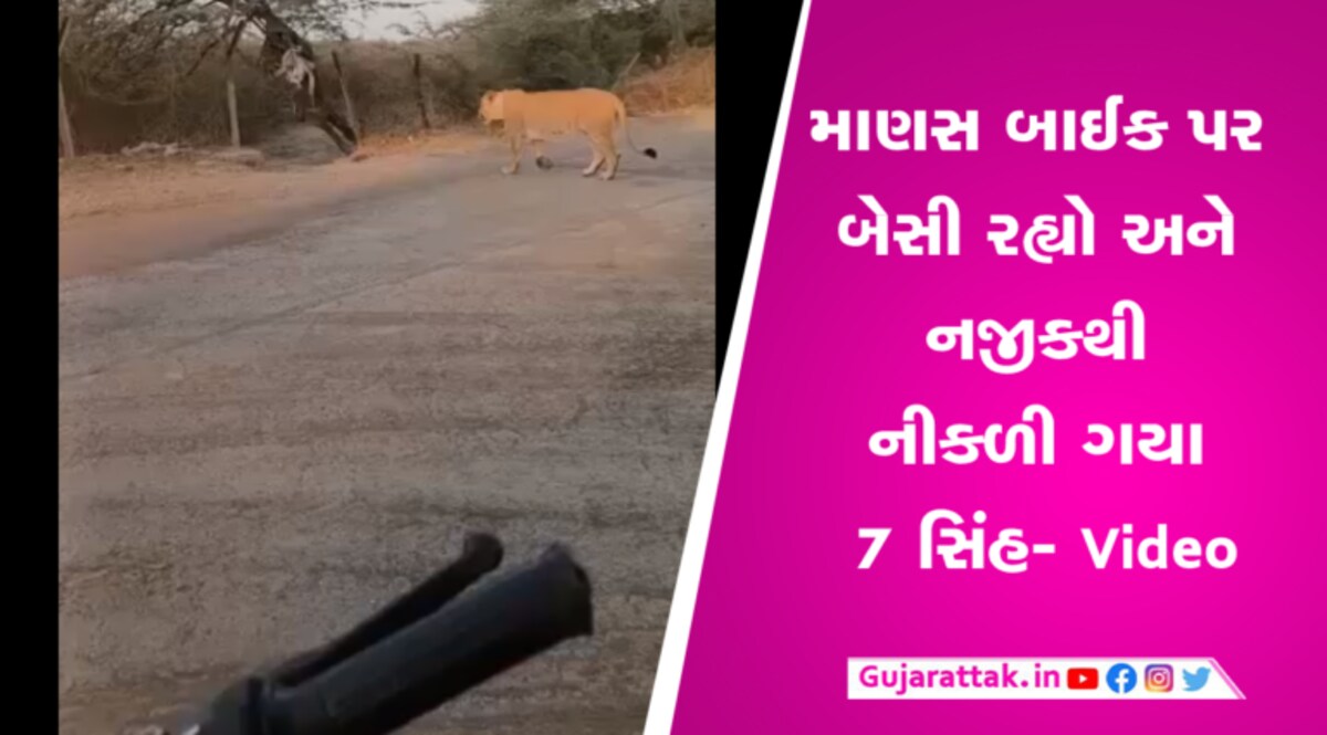 અમરેલીમાં યુવાન બિન્દાસ્ત બાઈક પર બેઠો રહ્યો, નજીકથી ગયા 7 સિંહ- Video gujarattak