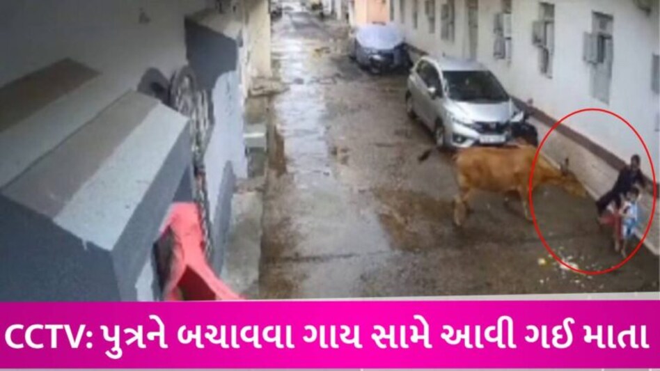 જામનગરમાં રસ્તે જતા મા-દીકરા પર ગાય તૂટી પડી, પુત્રને બચાવવા જતા માતા ગંભીર રીતે ઈજાગ્રસ્ત gujarattak
