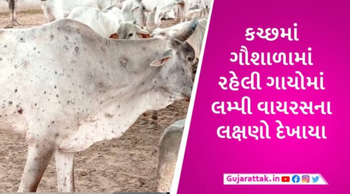 કચ્છમાં ફરી લમ્પી રોગનો પગપેસારો, માધાપરની ગૌશાળામાં ગાયોમાં લમ્પીના લક્ષણ દેખાતા પશુપાલકો ચિંતામાં gujarattak