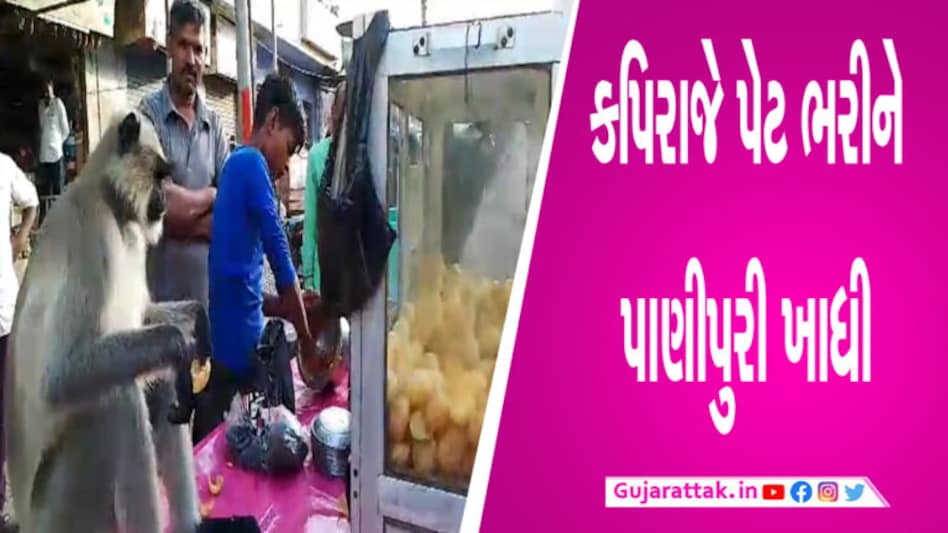 ટંકારામાં કપિરાજે માણ્યો પાણીપુરીનો સ્વાદ, વીડિયો થયો વાયરલ gujarattak
