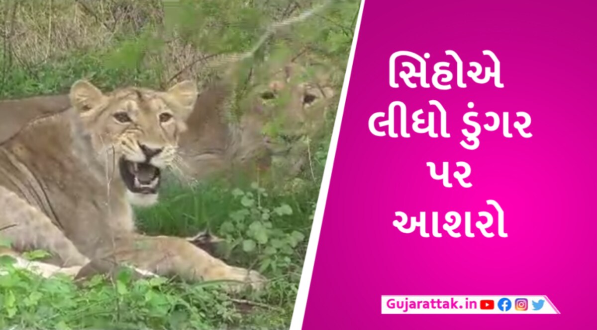 અમરેલીઃ વરસાદ, માખી, મચ્ચરથી દૂર રહેવા સિંહો પહોંચ્યા ડુંગર પર- Video gujarattak