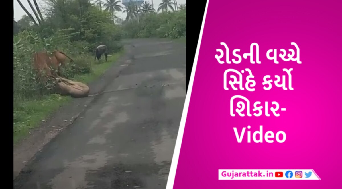 કોડીનારમાં રોડ વચ્ચે ગાય પર સિંહનો હુમલોઃ Photos gujarattak