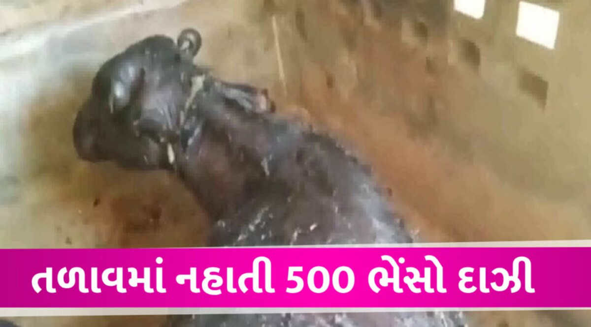 નહેરમાં ન્હાવા પડેલી 15 ભેંસો મરી ગઇ, 500 થી વધારે દાઝી ગઇ, જાણો ચોંકાવનારો મામલો 15 buffaloes died after bathing in the canal, more than 500 were burnt, know the shocking case