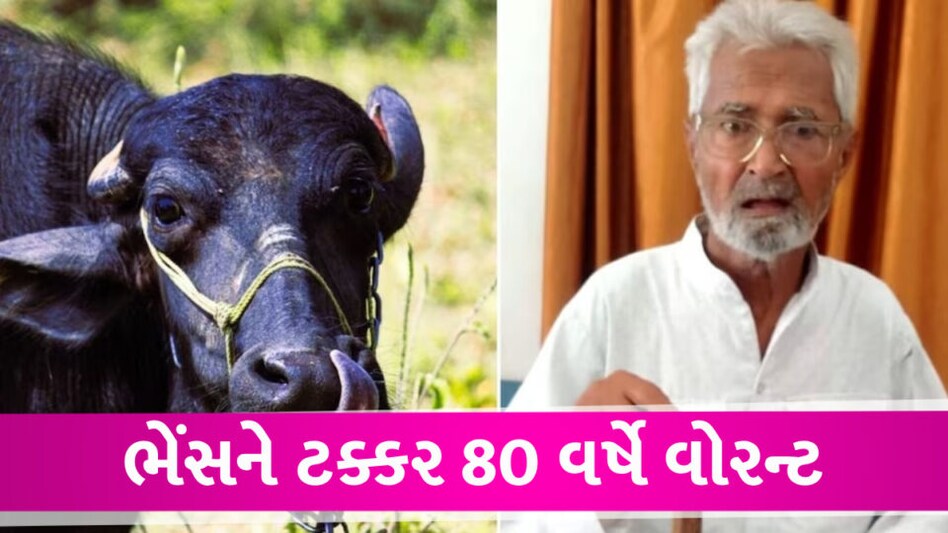 ભેંસોના મોત અંગે 80 વર્ષના વૃદ્ધ વિરુદ્ધ ધરપકડનું વોરંટ, 28 વર્ષ પહેલા મારી હતી ટક્કર gujarattak